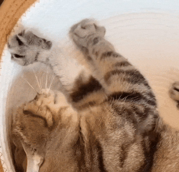 PurrPod™ - Handwoven Cat Comfort Basket